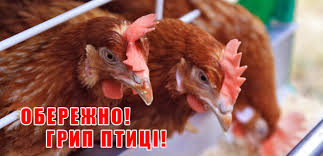 ОБЕРЕЖНО, ГРИП ПТАХІВ!